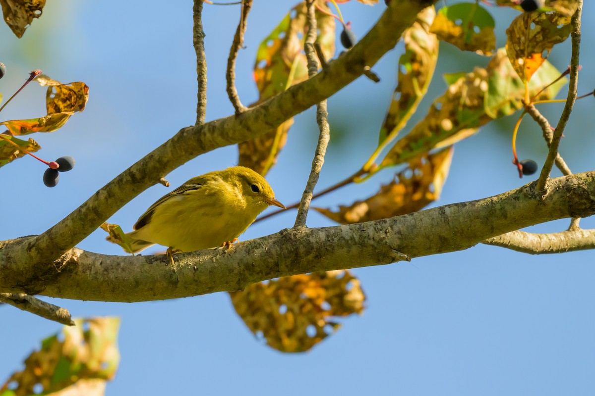Blackpoll Warbler - ML642362162