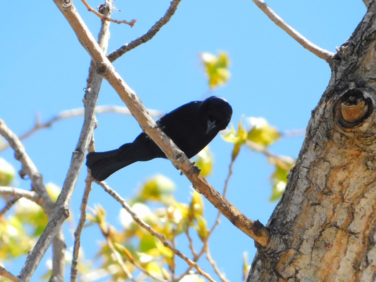Shiny Cowbird - ML642362165