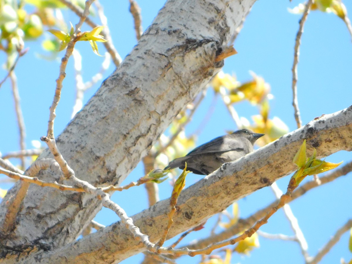 Shiny Cowbird - ML642362166