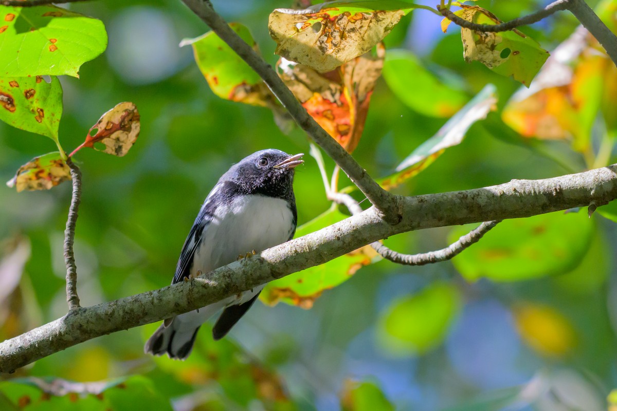 Black-throated Blue Warbler - ML642362168