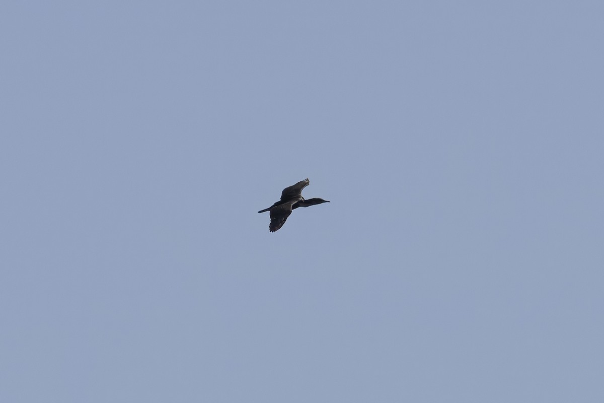 Reed Cormorant - ML642362169