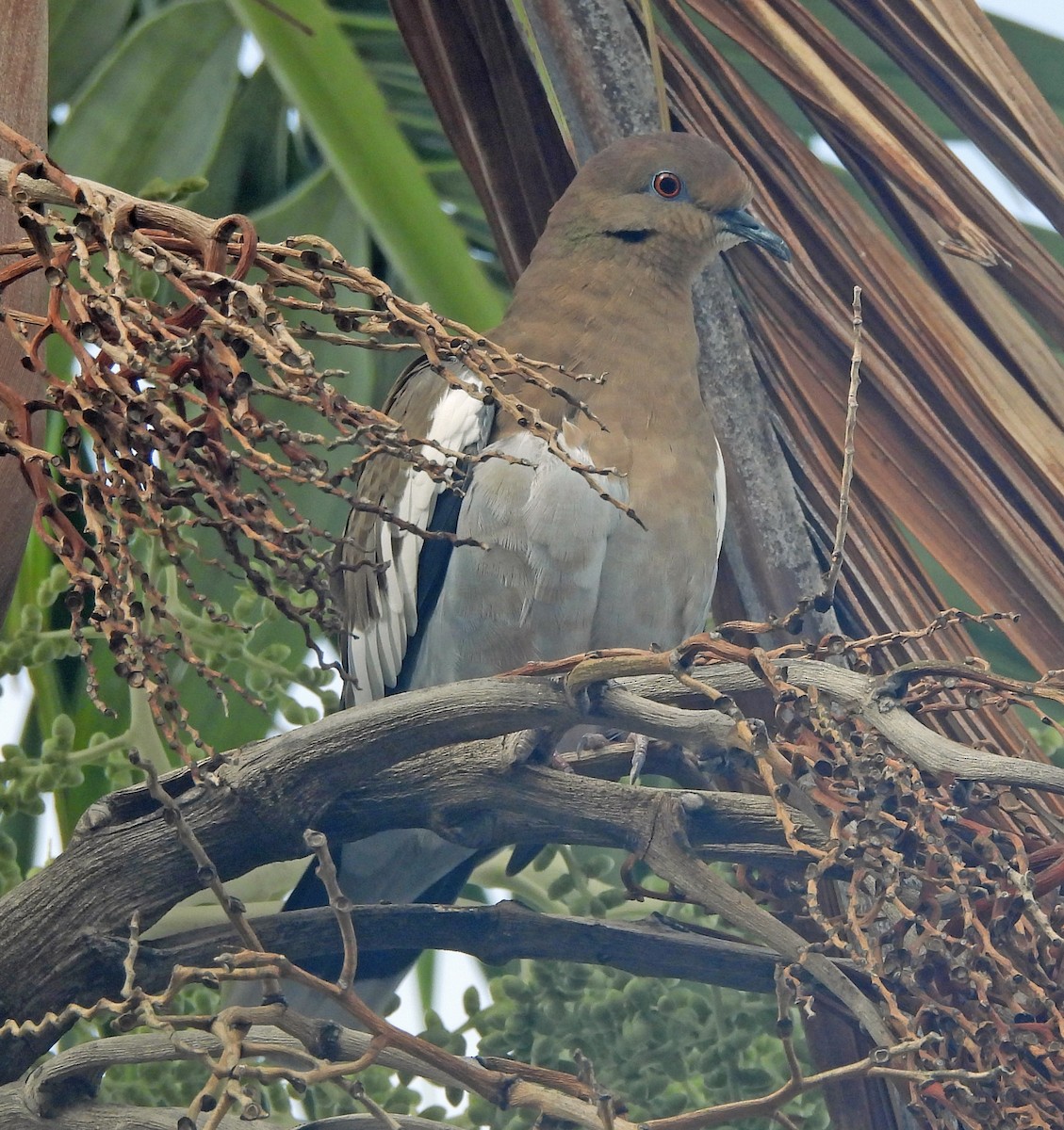 White-winged Dove - ML642362171