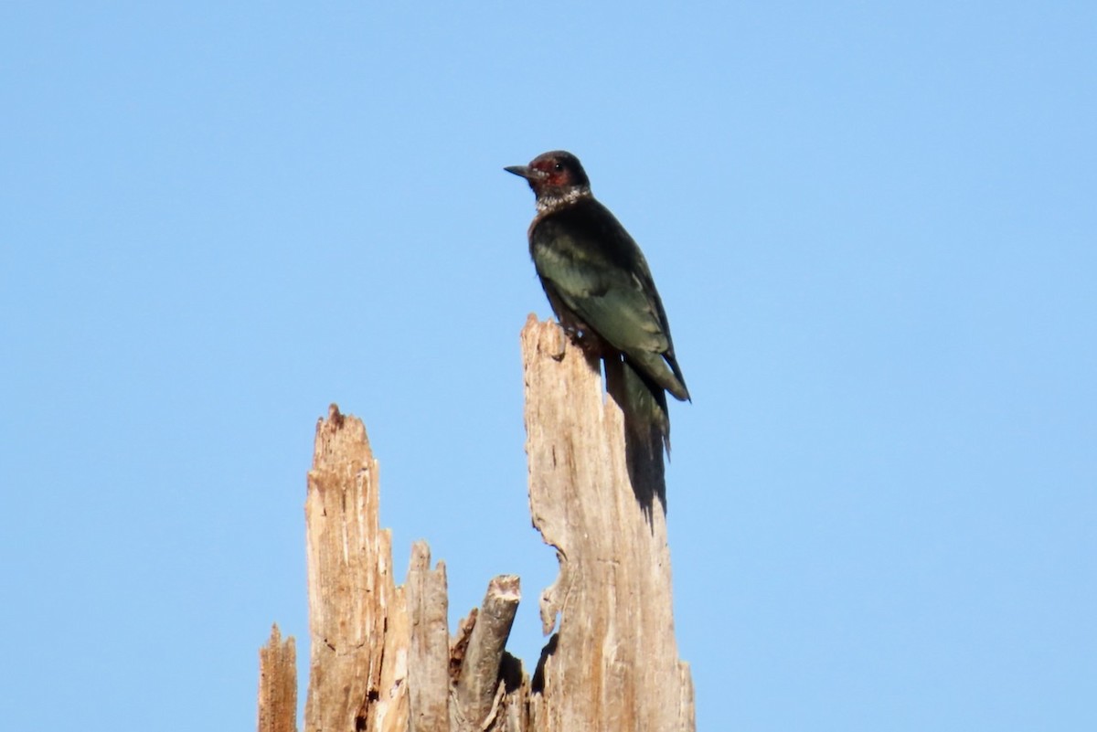 Lewis's Woodpecker - ML642362172