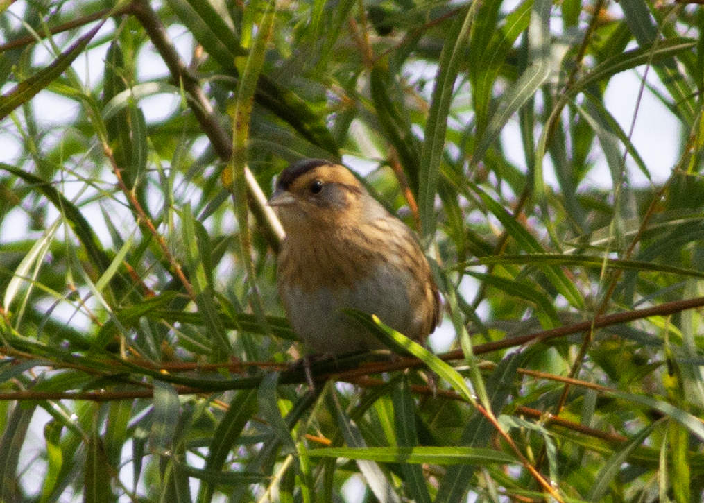 Nelson's Sparrow - ML642362173