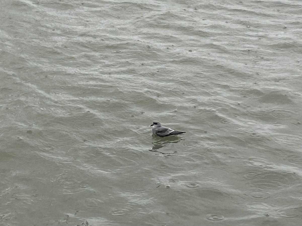 Fork-tailed Storm-Petrel - ML642362177