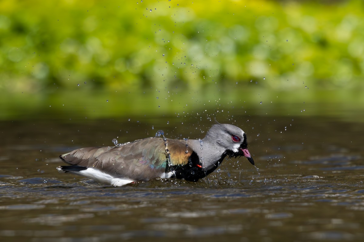 Southern Lapwing - ML642362179