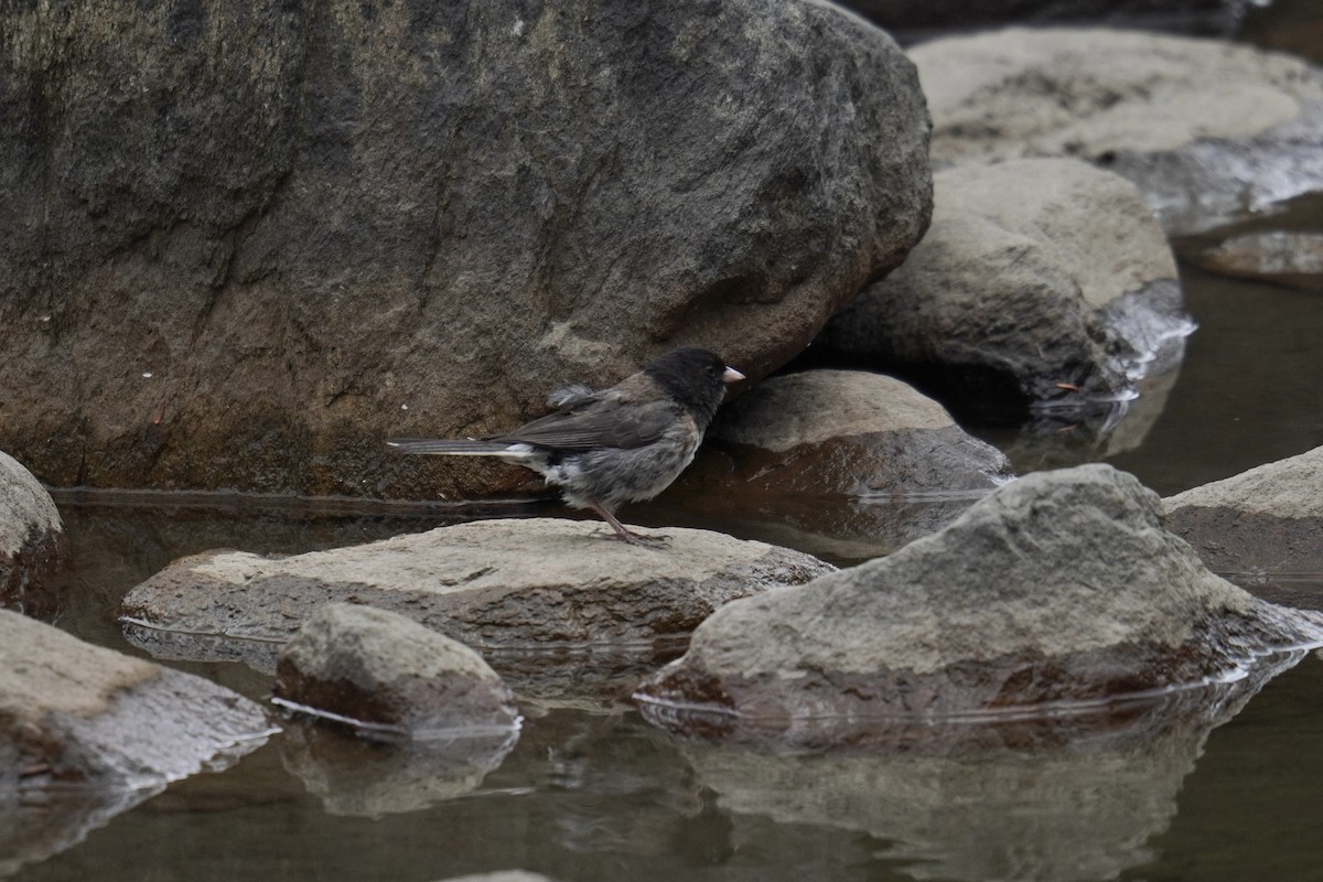 Dark-eyed Junco - ML642362180
