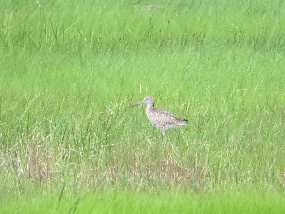 Willet - ML642362182
