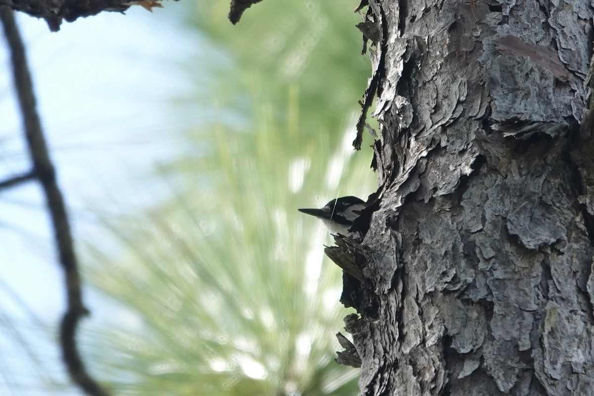 Red-cockaded Woodpecker - ML642362184