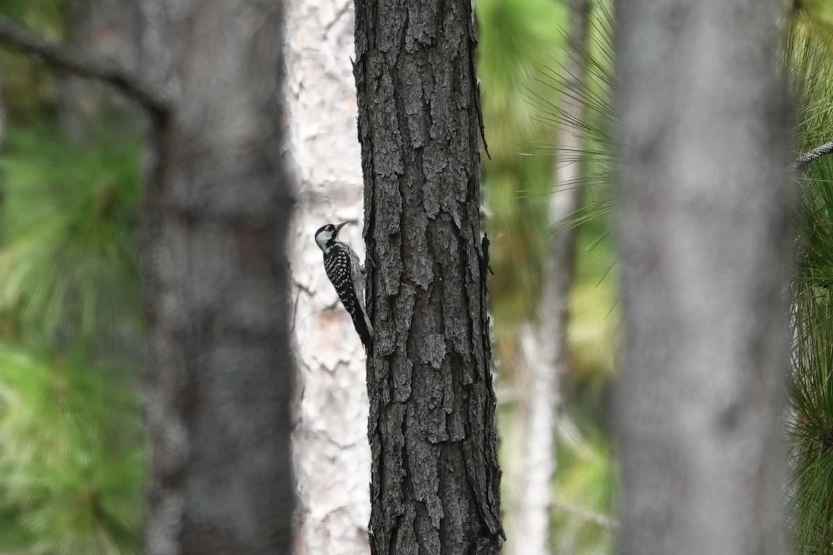 Red-cockaded Woodpecker - ML642362185