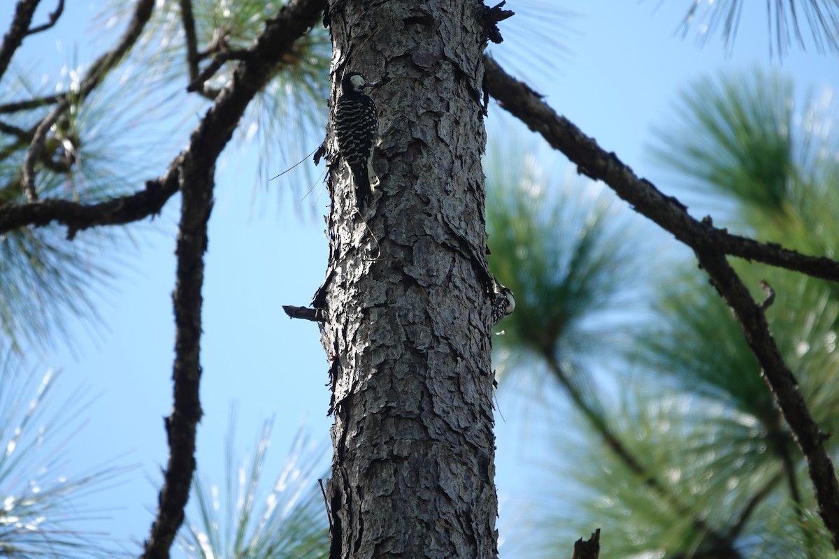 Red-cockaded Woodpecker - ML642362187