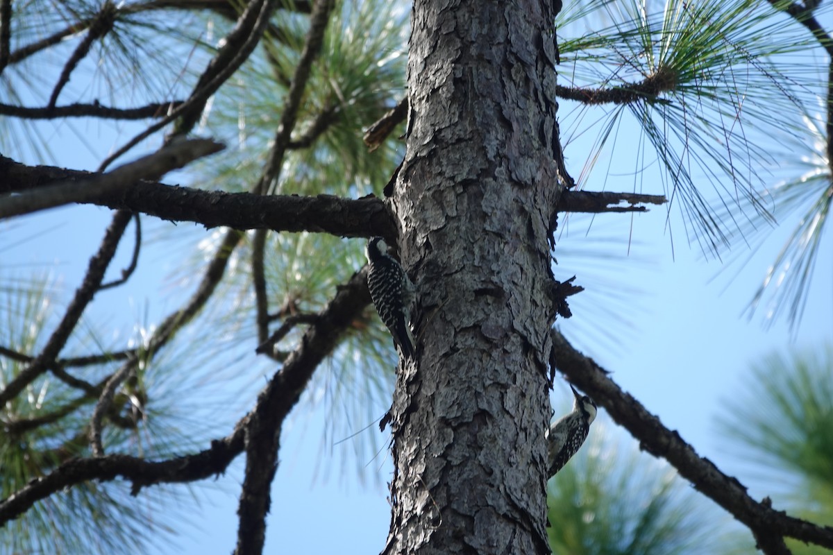 Red-cockaded Woodpecker - ML642362188