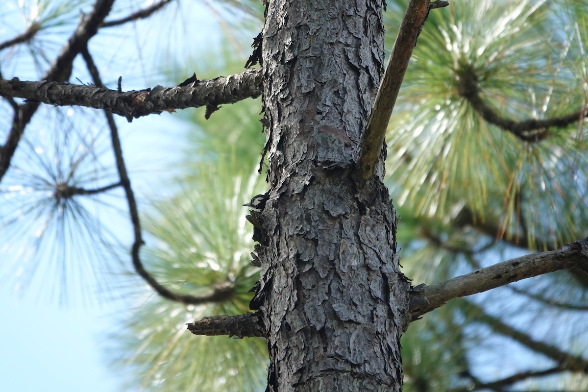 Red-cockaded Woodpecker - ML642362189