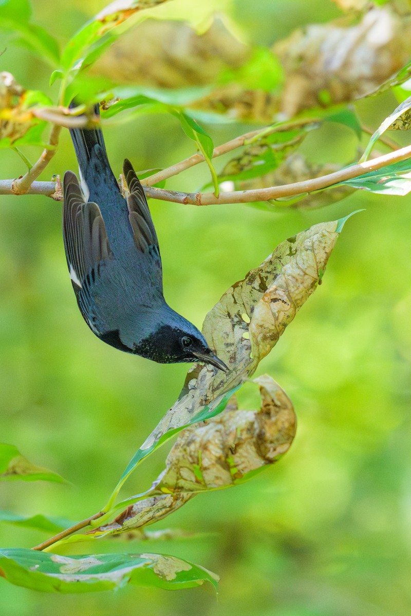 Black-throated Blue Warbler - ML642362190