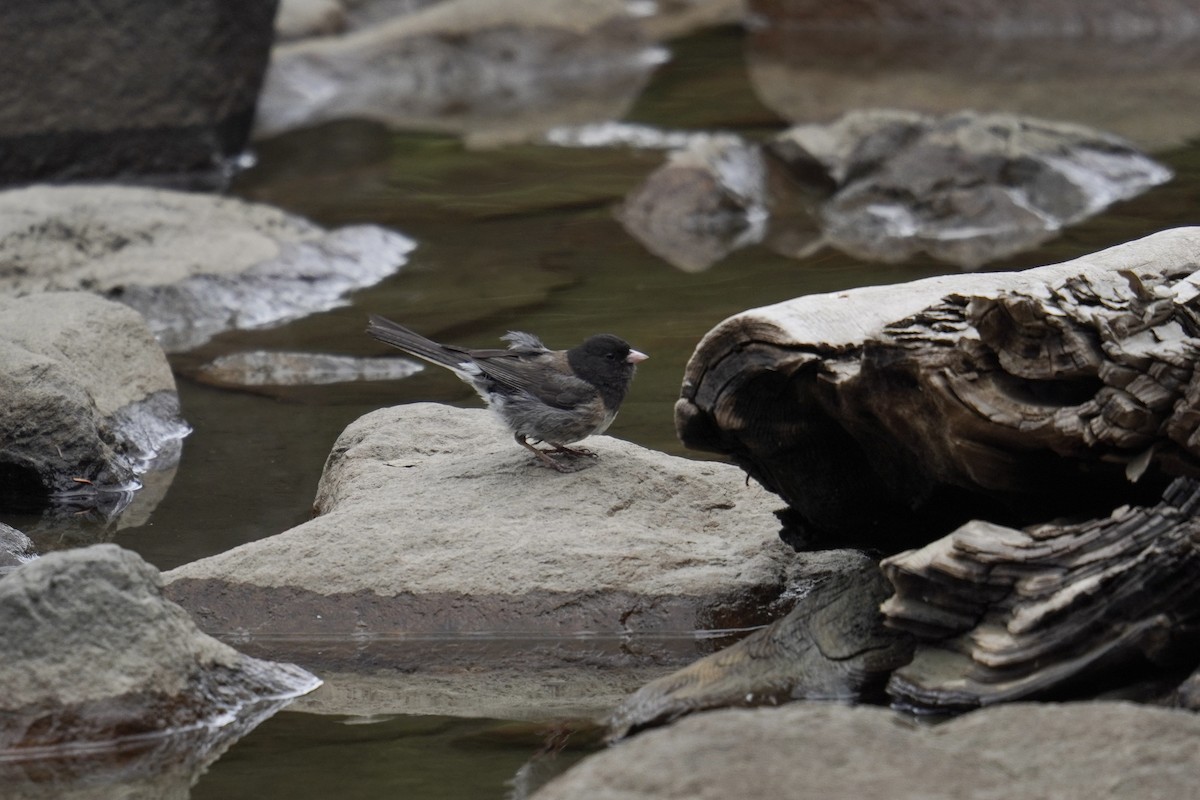 Dark-eyed Junco - ML642362191