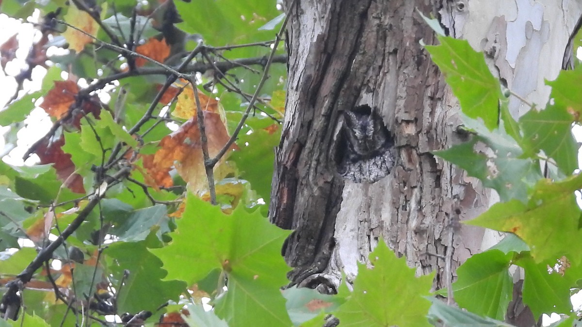 Eastern Screech-Owl - ML642362192
