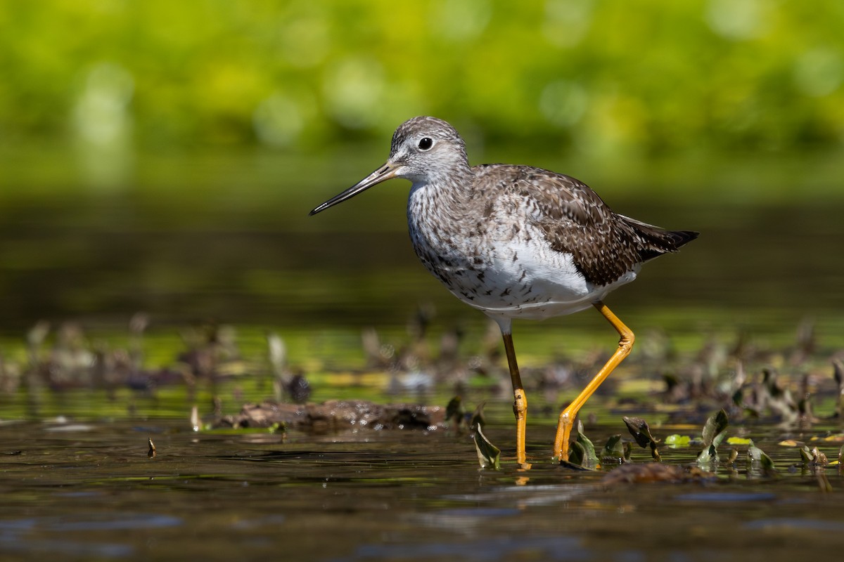 Greater Yellowlegs - ML642362193