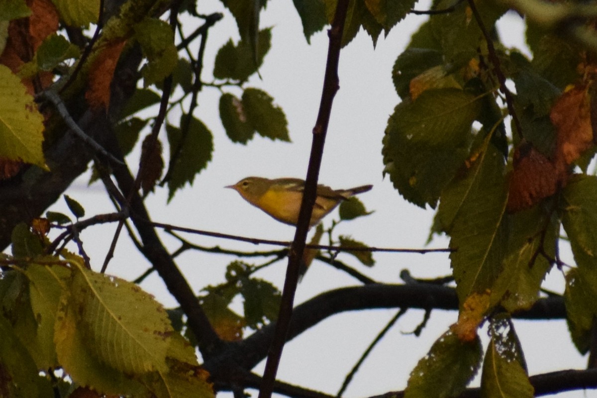 Northern Parula - ML642362194