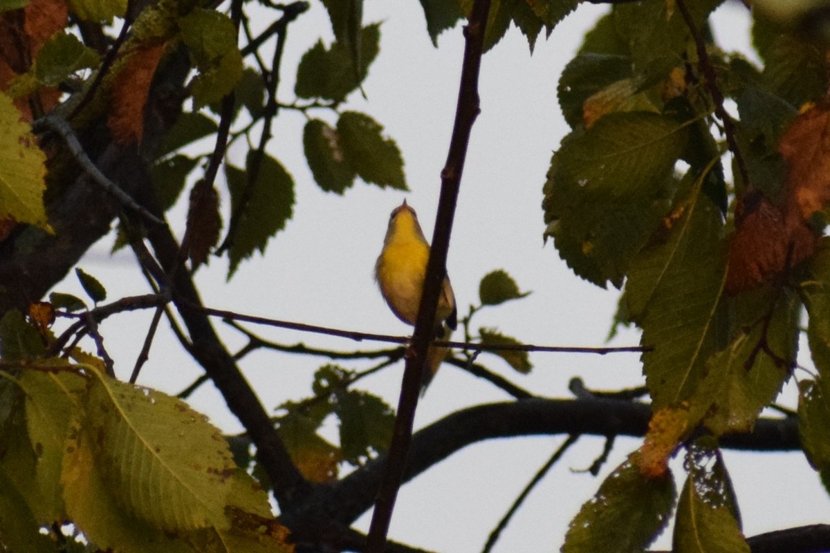 Northern Parula - ML642362195