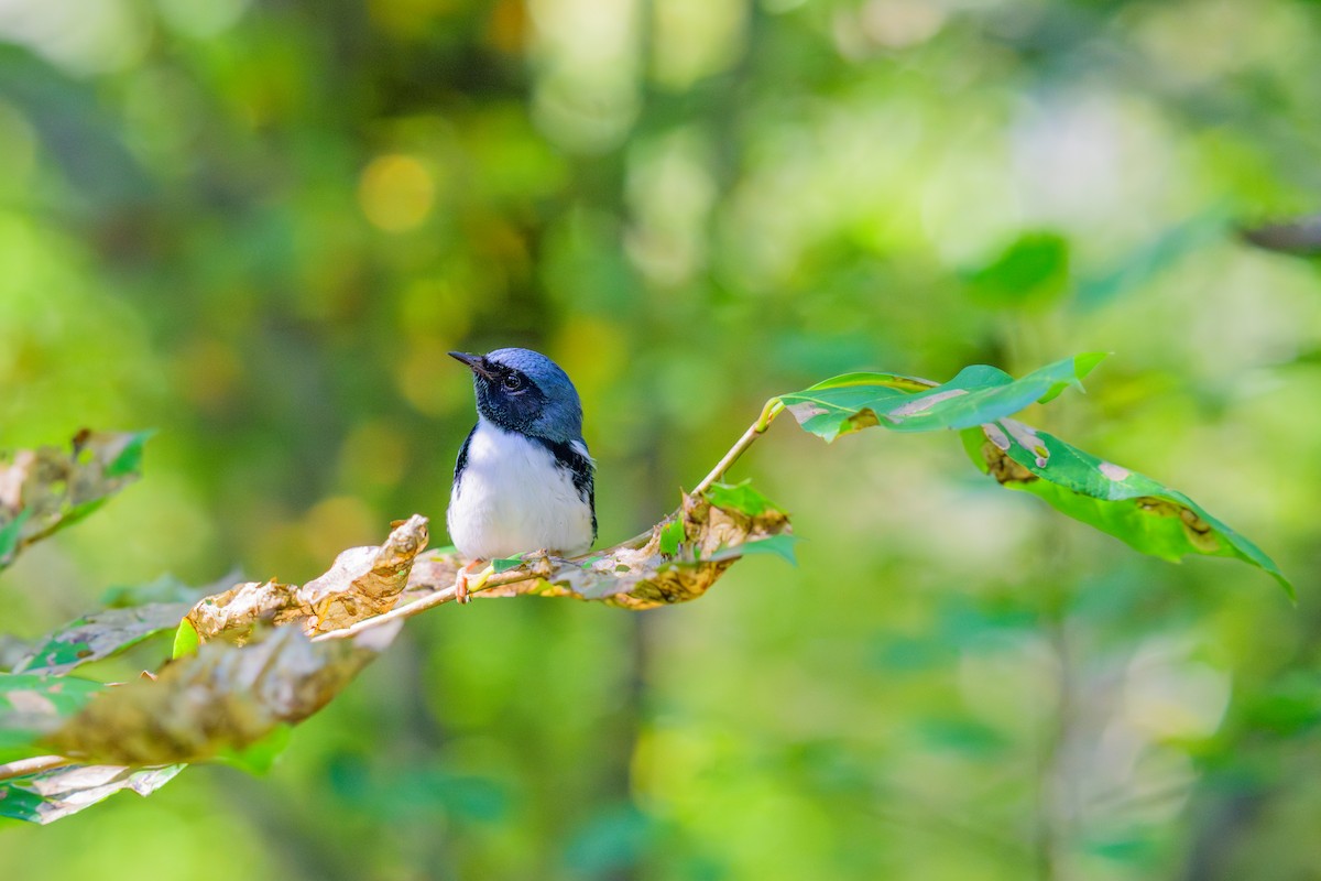 Black-throated Blue Warbler - ML642362198