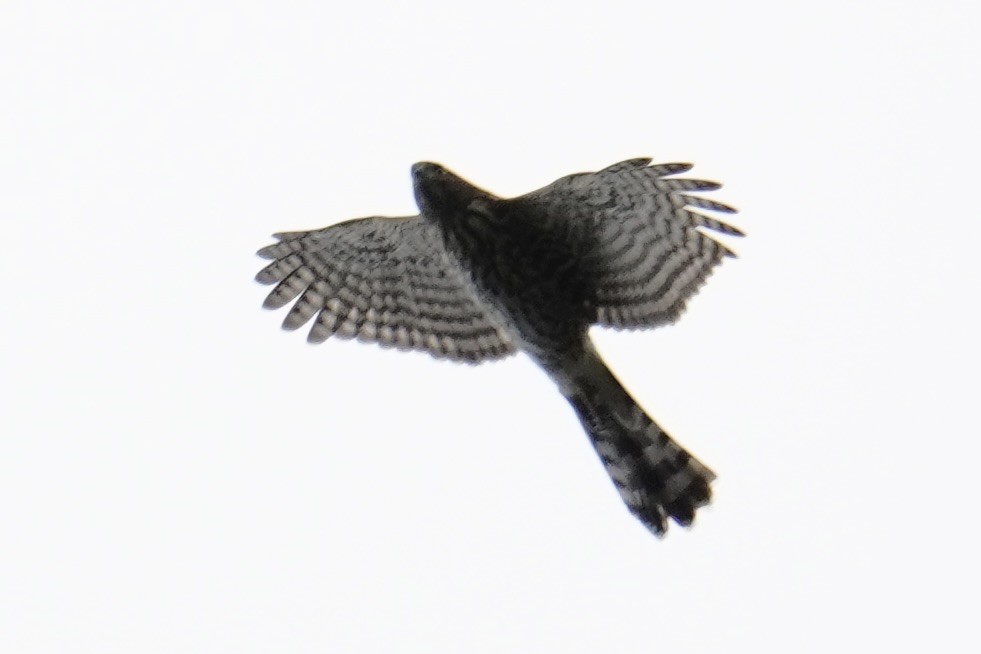 Cooper's Hawk/American Goshawk - ML642362199