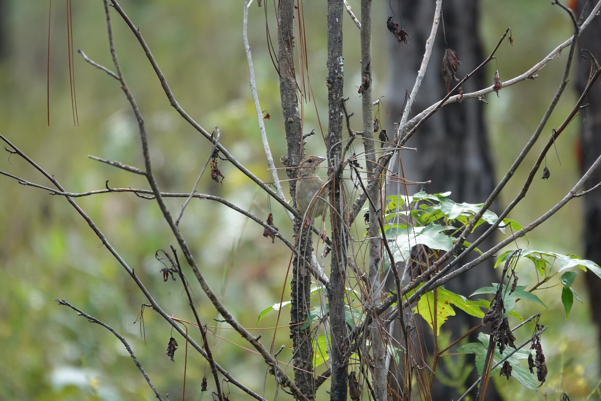 Bachman's Sparrow - ML642362212