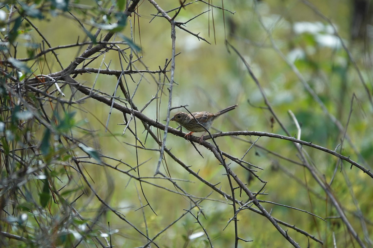 Bachman's Sparrow - ML642362213