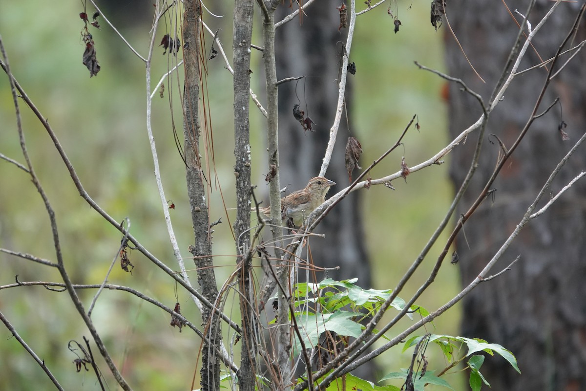 Bachman's Sparrow - ML642362216