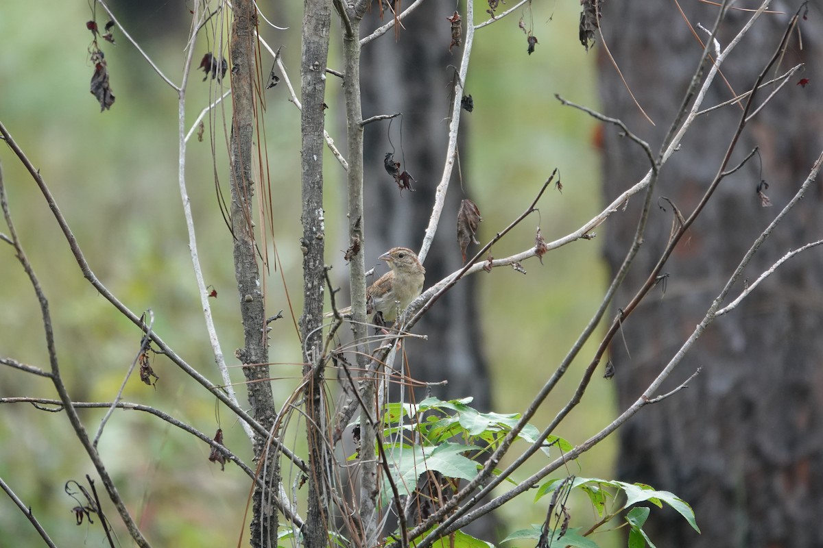 Bachman's Sparrow - ML642362217