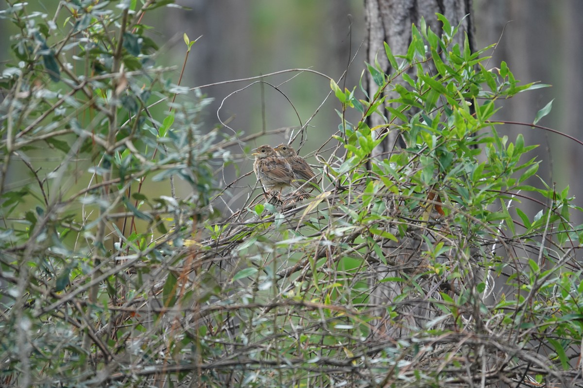 Bachman's Sparrow - ML642362218