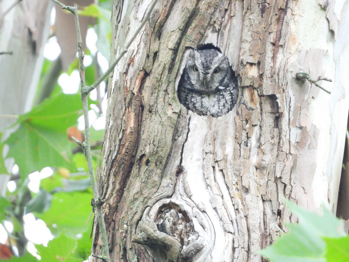 Eastern Screech-Owl - ML642362232