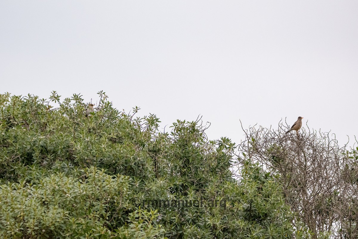 Creamy-bellied Thrush - ML642362233