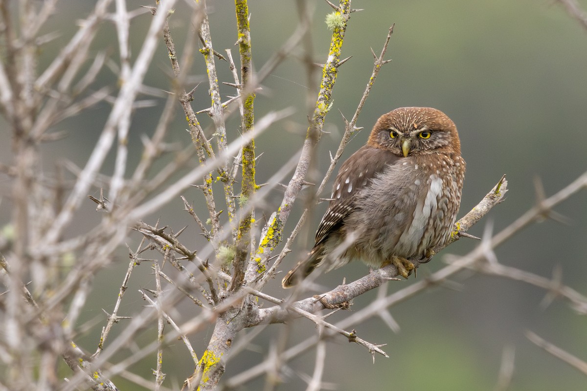 Austral Pygmy-Owl - ML642362237