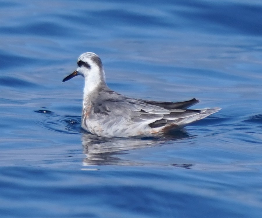 polarsvømmesnipe - ML642362238
