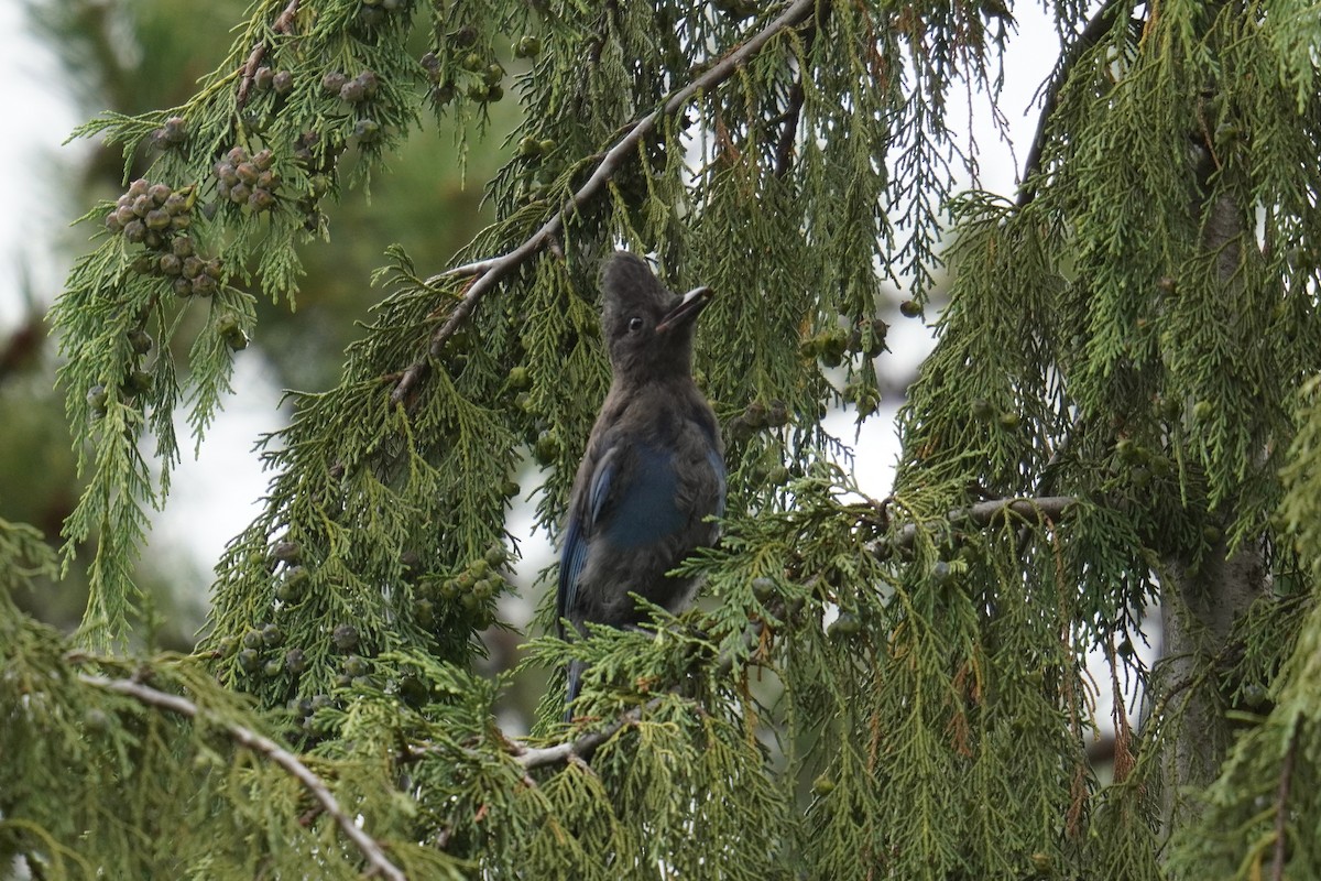 Steller's Jay (Coastal) - ML642362244