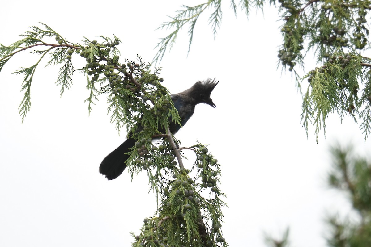 Steller's Jay (Coastal) - ML642362249