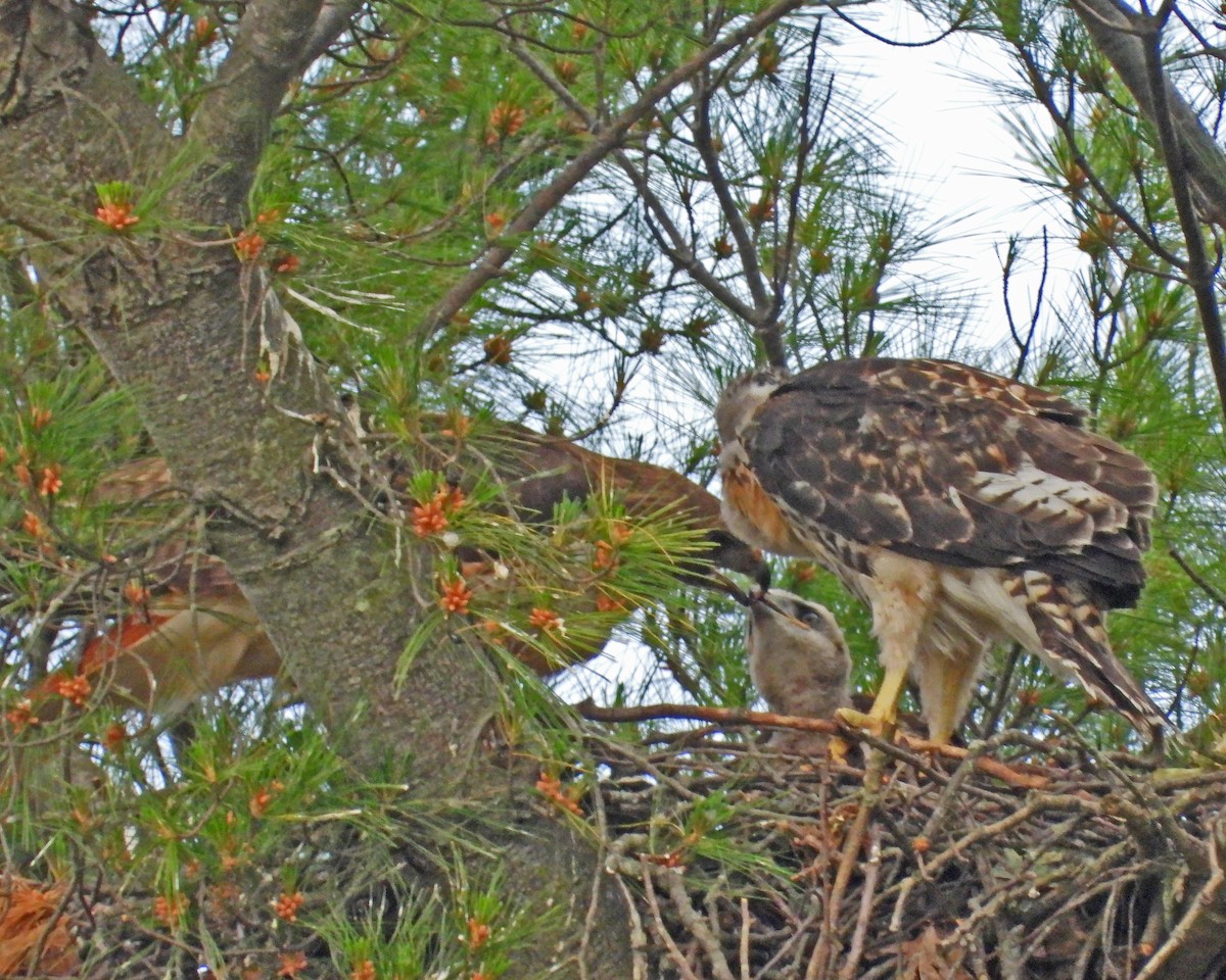 Red-tailed Hawk - ML642362257