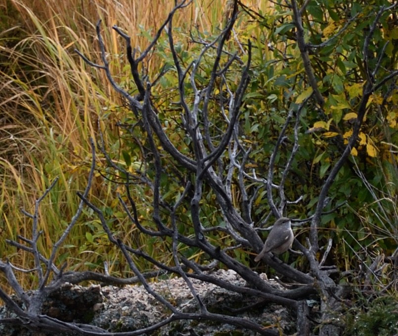 Rock Wren - ML642362266