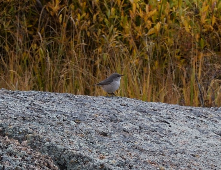 Rock Wren - ML642362267