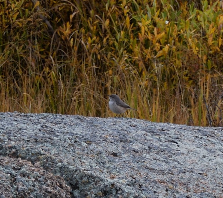 Rock Wren - ML642362268