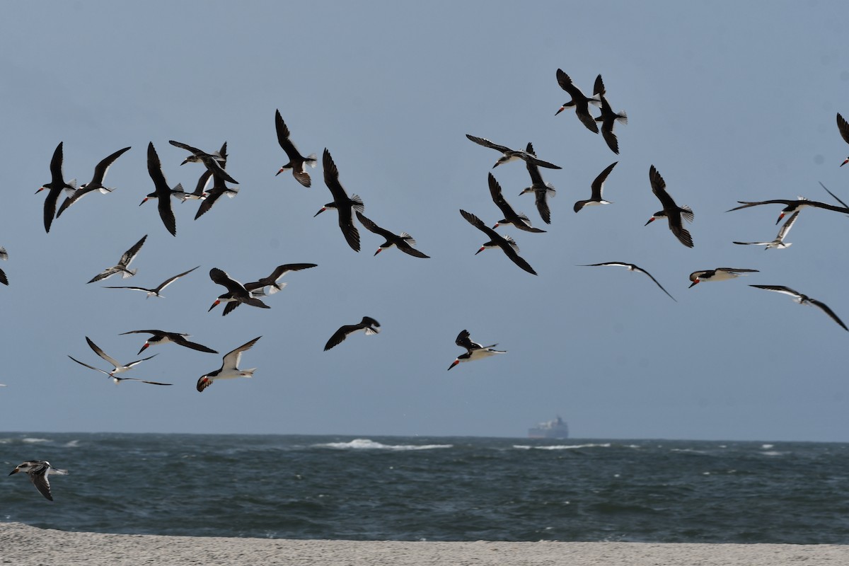 Black Skimmer - ML642362287