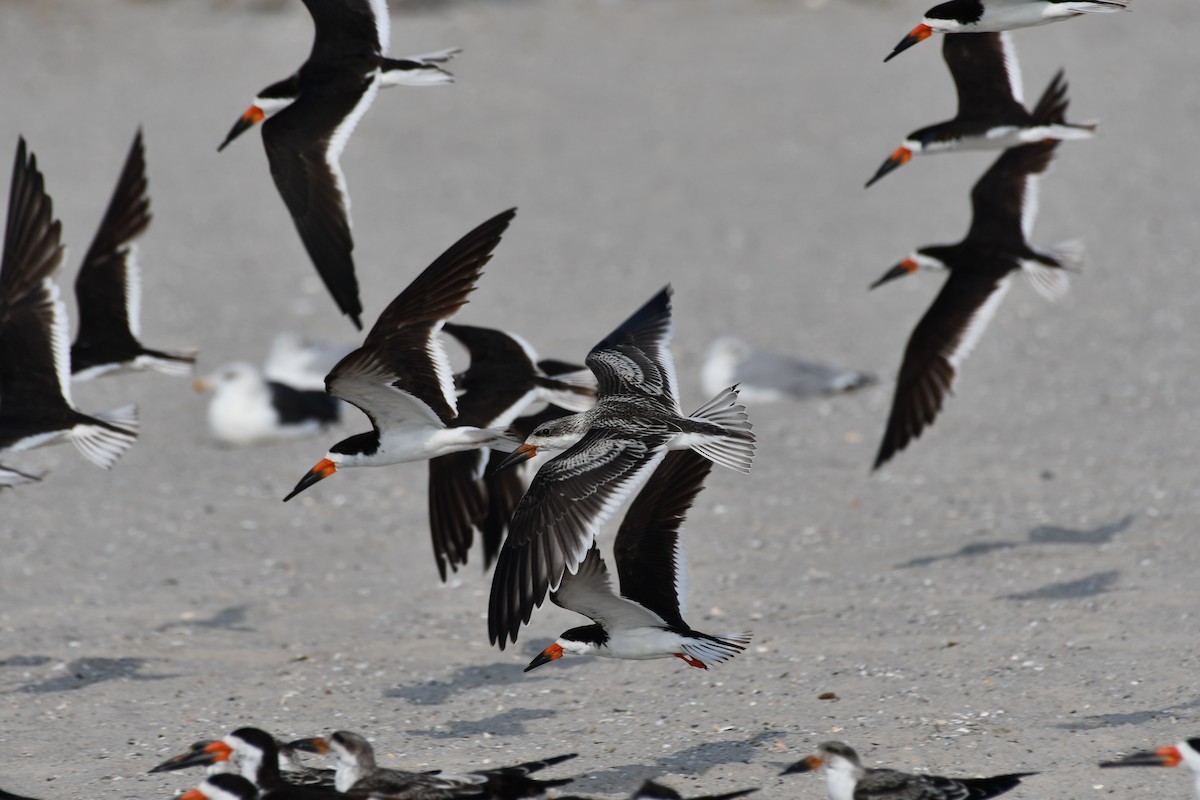 Black Skimmer - ML642362307