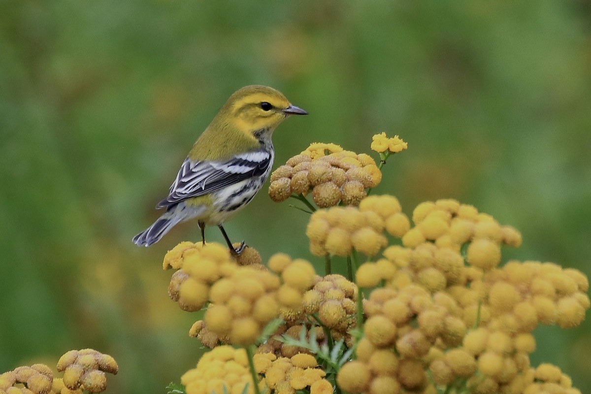 Black-throated Green Warbler - ML642362310