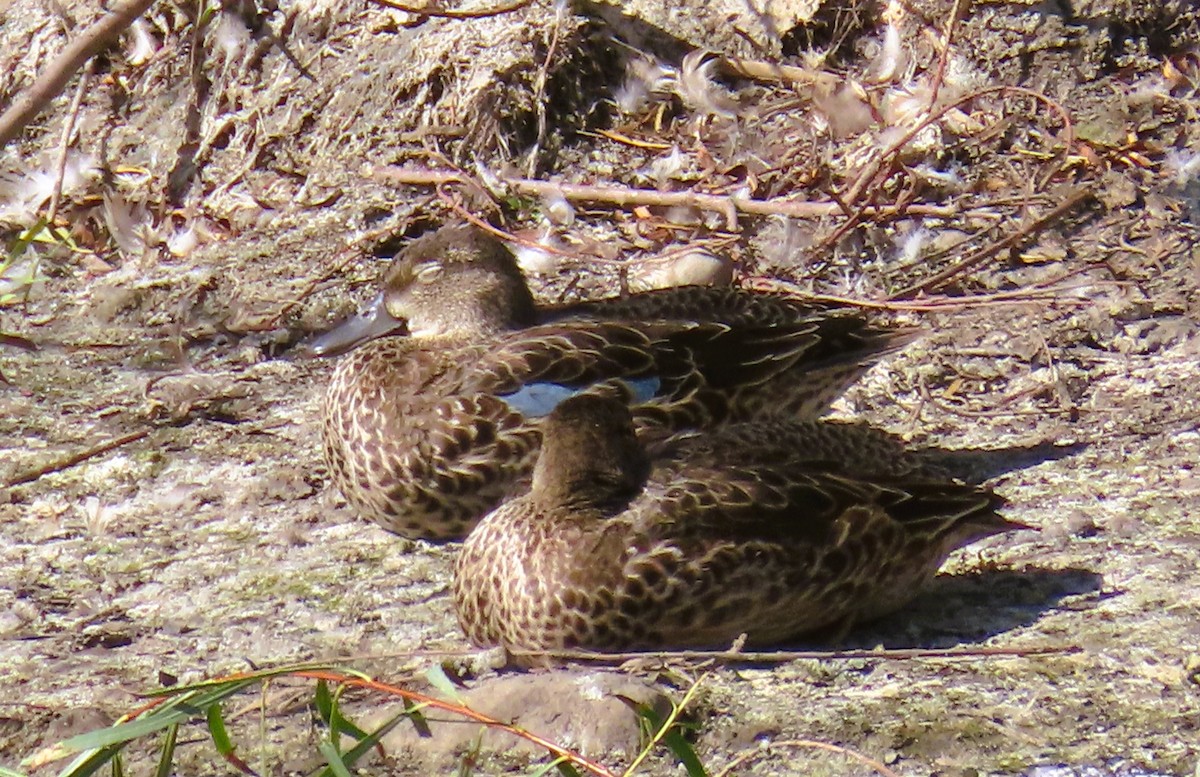 Blue-winged Teal - ML642362312
