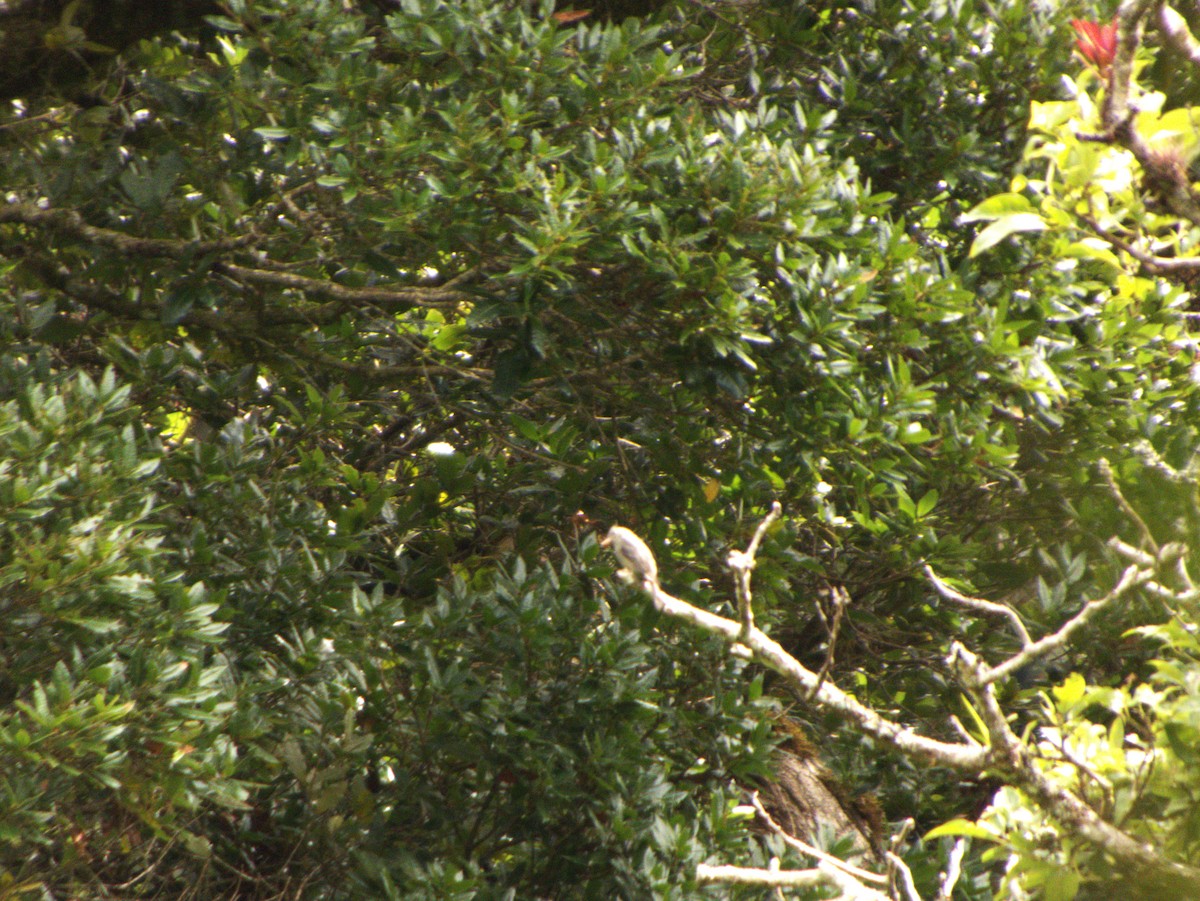 ハイイロヒタキモドキ - ML642362313