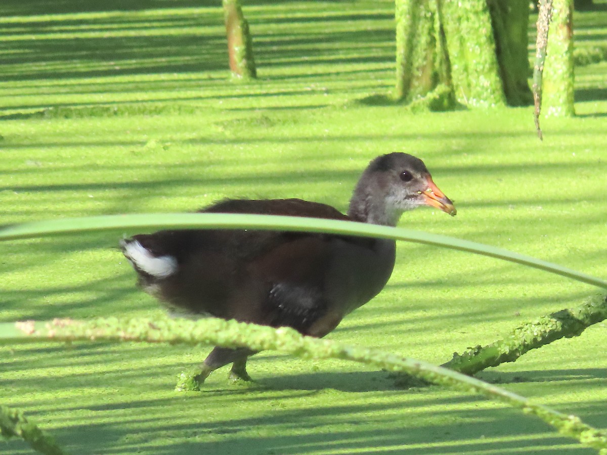Gallinule d'Amérique - ML642362335