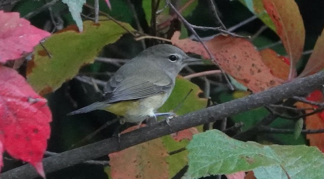 Orange-crowned Warbler - ML642362347