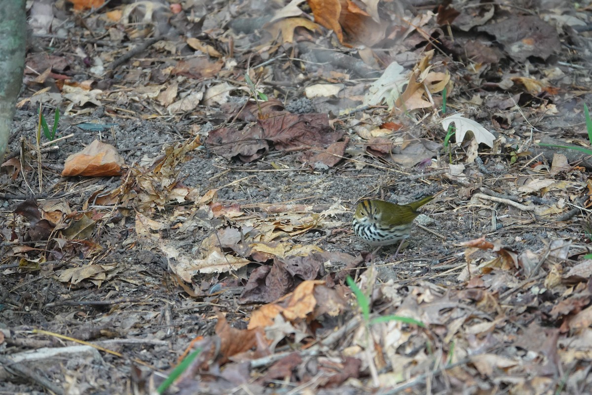 Ovenbird - ML642362350