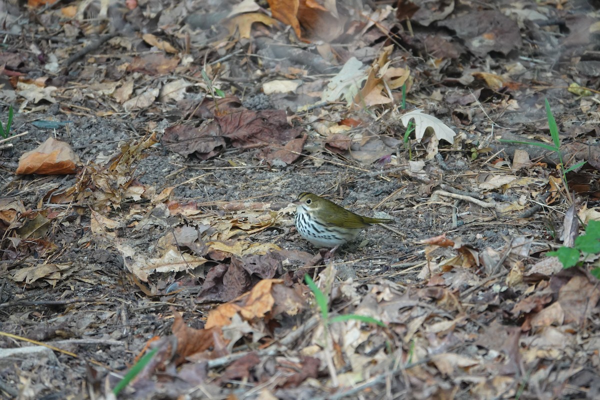 Ovenbird - ML642362351