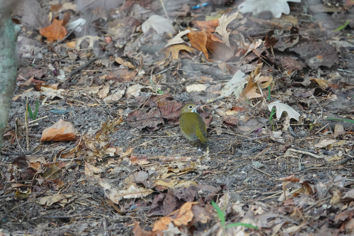 Ovenbird - ML642362352